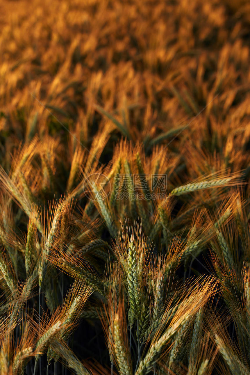 金色麥穗：攝影繪畫設計中的絕美圖片