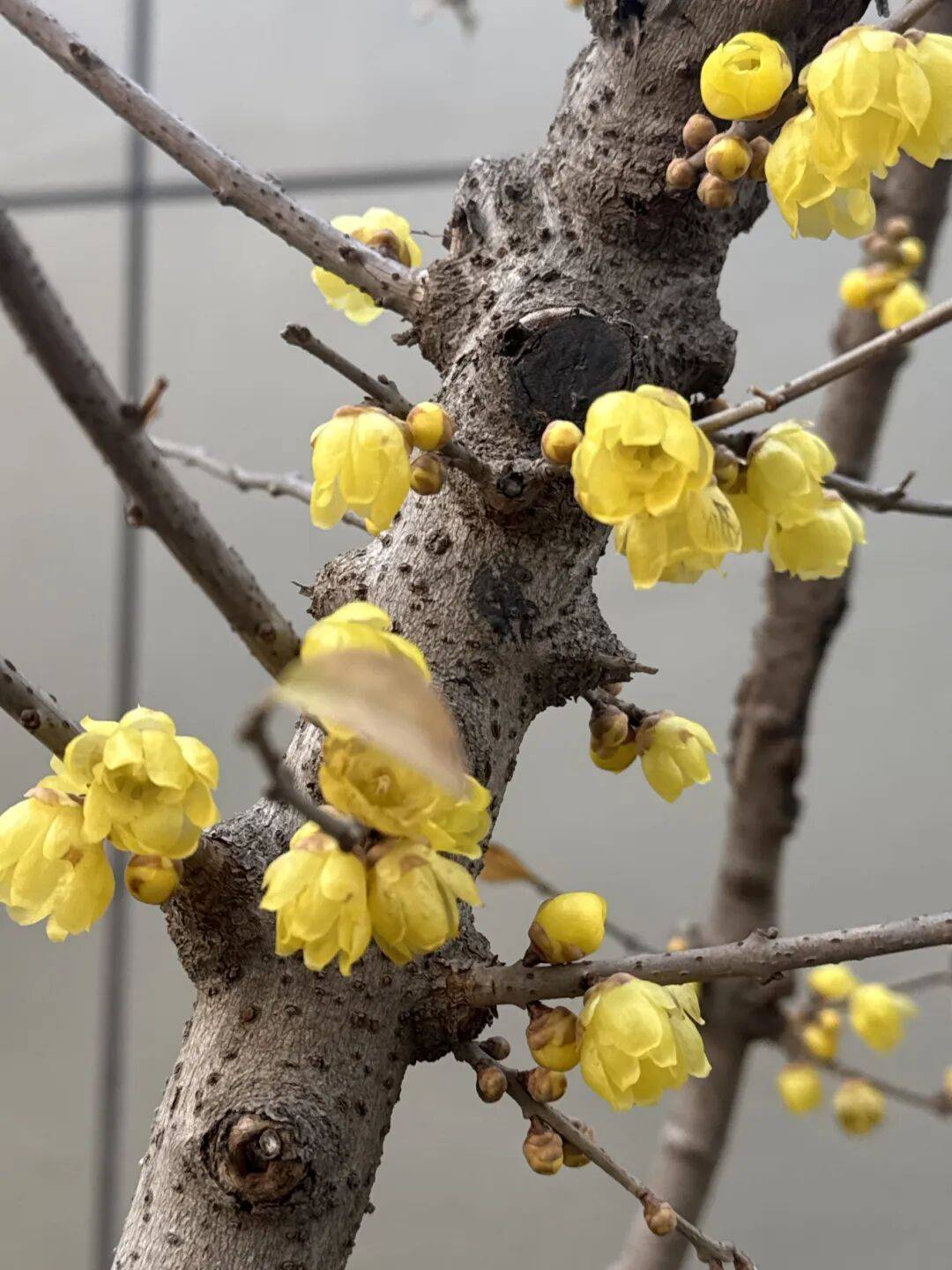 小布說天氣 | 小寒至，春可期！