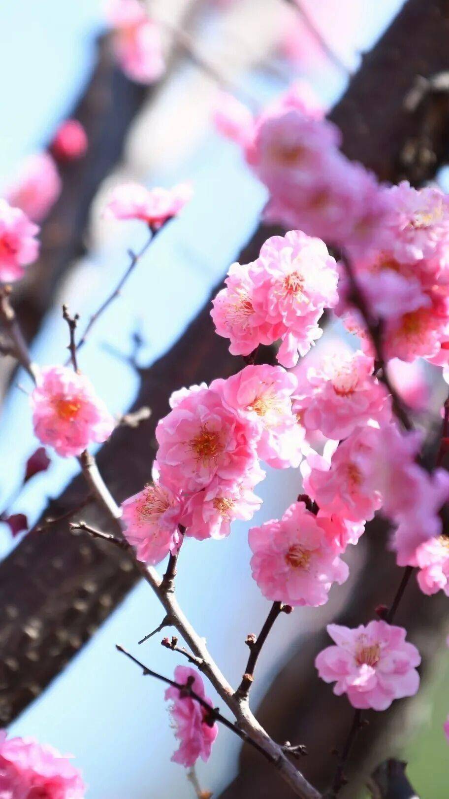 必須收藏！絕美！絕美！誰能拒絕這波中式美學？昆明超詳細賞梅攻略來了，包出片！