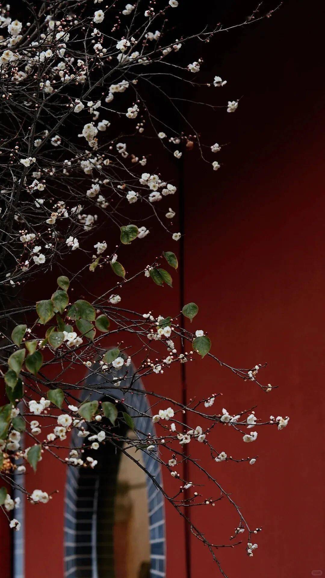 必須收藏！絕美！絕美！誰能拒絕這波中式美學？昆明超詳細賞梅攻略來了，包出片！