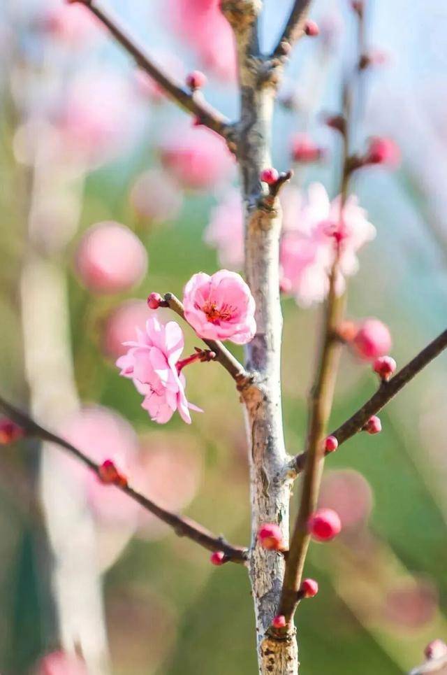 冬日浪漫！深圳坪山賞梅路線快收藏好